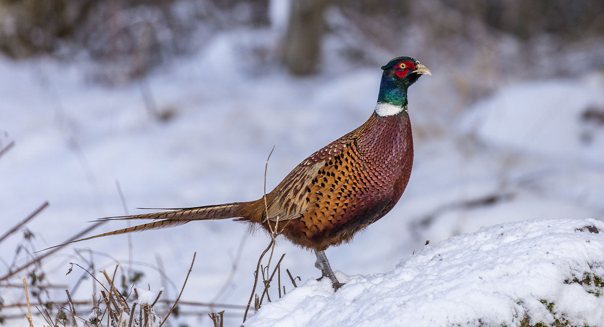 Gift Guide for Gamekeepers – Essential Clothing & Gear for Country Professionals