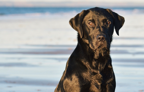 Finding a Reliable Dog Breeder