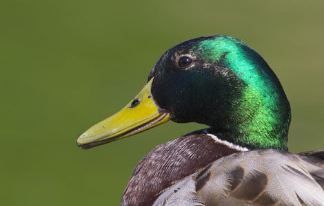 Introduction to Duck Flighting