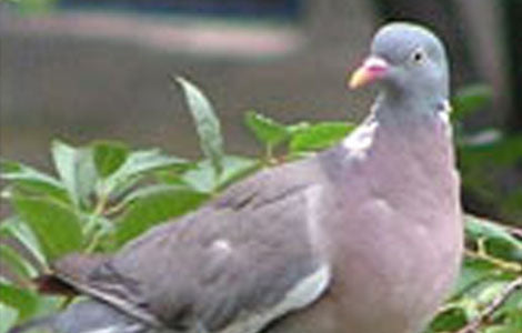 Pigeon Decoy Shooting - What is it and How to Get Started