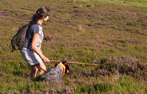 Understanding grouse moors