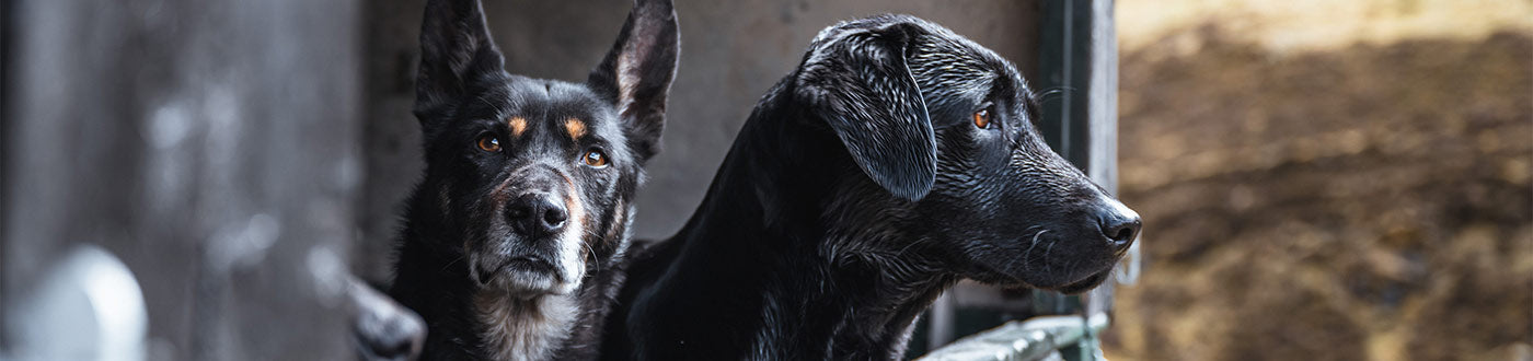 Gun Dog Equipment | Training Aids & Accessories | ArdMoor