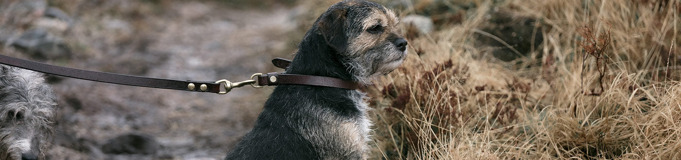 Gun Dog Collars | ArdMoor