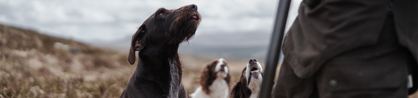 Gun dog training