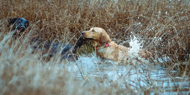 How to train a gun dog