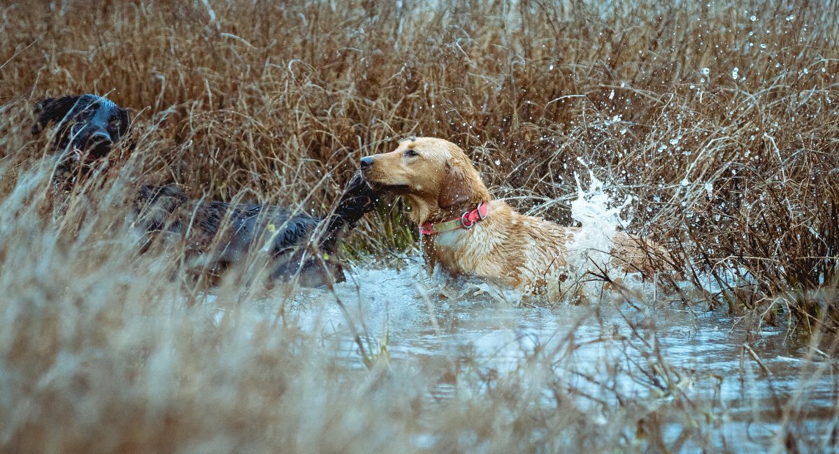 How to train a gun dog