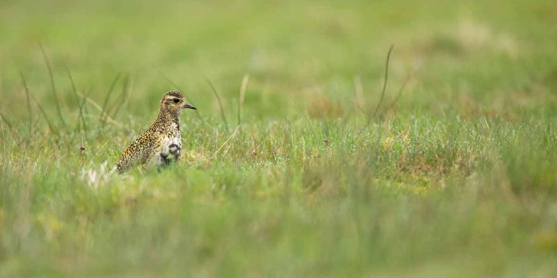 Curlew nesting in British moorland heather | Image from RSPB