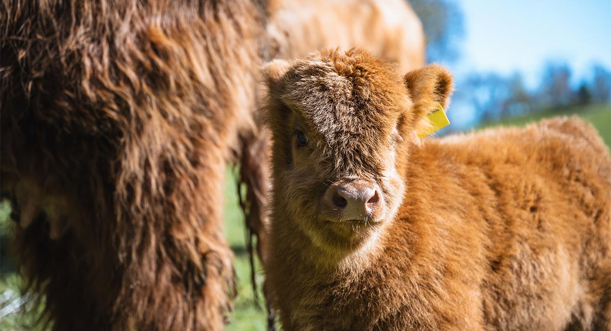 Preparing for Calving Season: Essential Clothing and Equipment for Farmers | ArdMoor