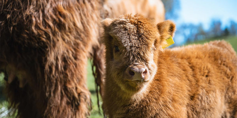 Preparing for Calving Season: Essential Clothing and Equipment for Farmers | ArdMoor