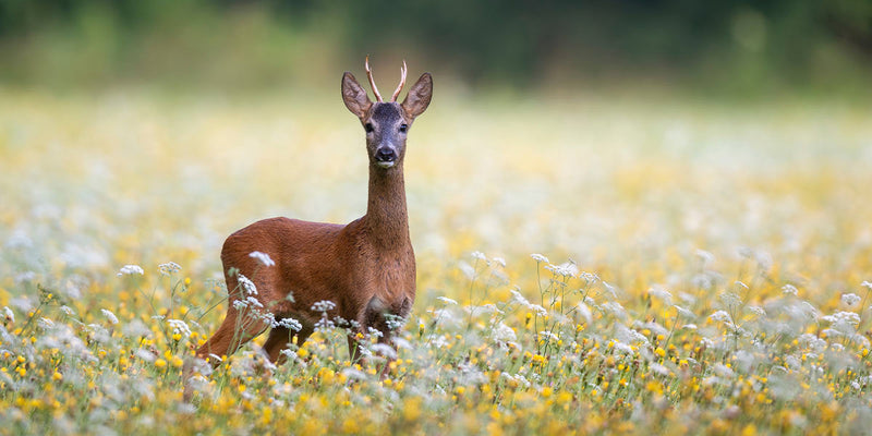 Dressing for Roe Deer Stalking in Spring | Image by Oliver Magritzer from Pixabay