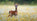 Dressing for Roe Deer Stalking: Staying Quiet, Comfortable & Prepared in Spring