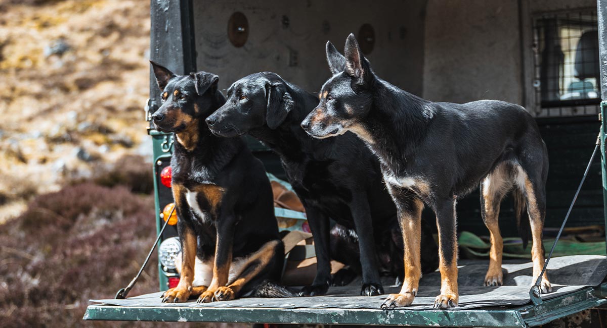 The Dog Handler's Summer Kit Edit