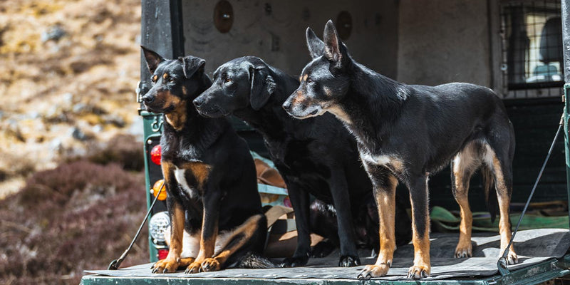 The Dog Handler's Summer Kit Edit | ArdMoor Dog Owner