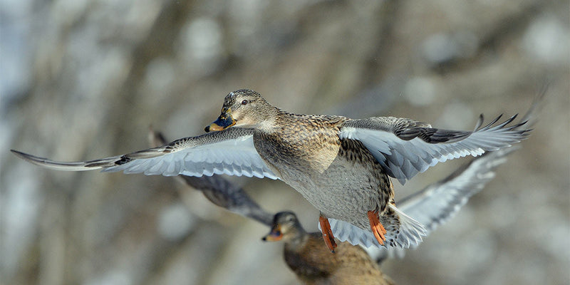 Early Season Duck Flighting