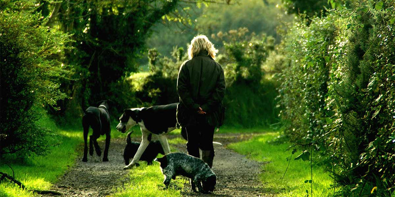 Dog walking kit