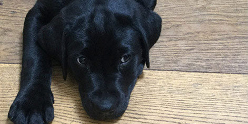 Initial training for a family gundog