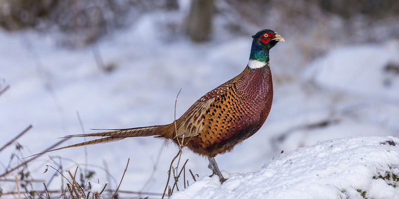 Gift Guide for Gamekeepers – Essential Clothing & Gear for Country Professionals
