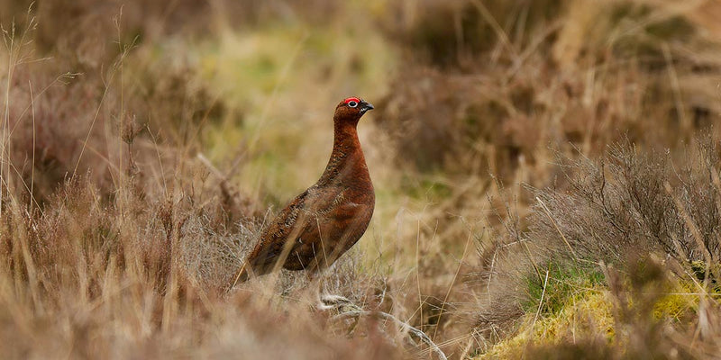 Luise Counting Grouse