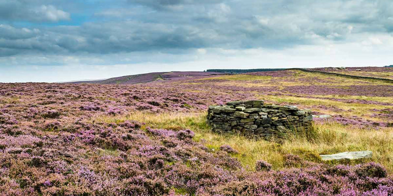 Understanding grouse moors