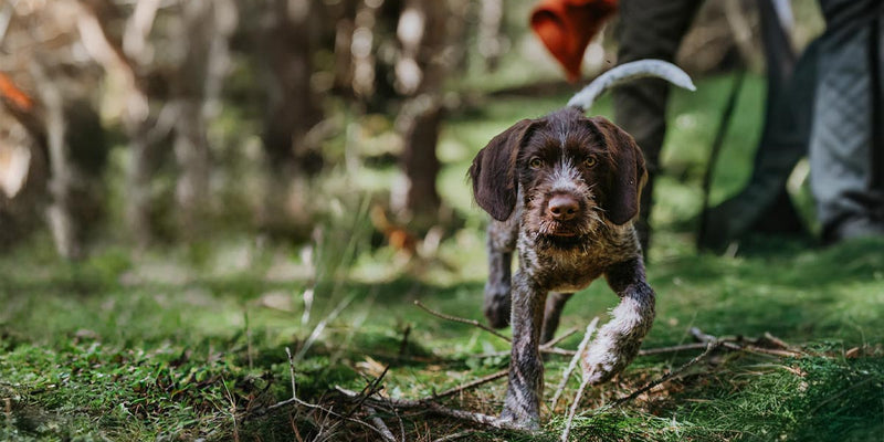 Spring Gundog Training: Building Steadiness During Distractions