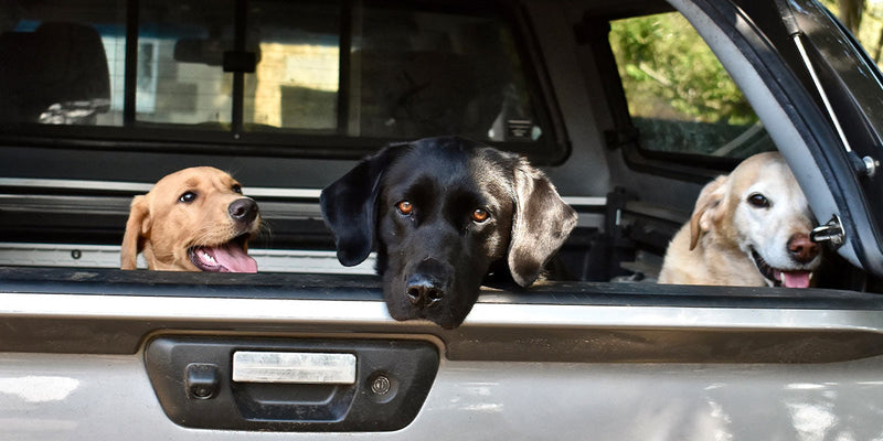 Keeping Your Gun Dog Sharp During the Off-Season | ArdMoor