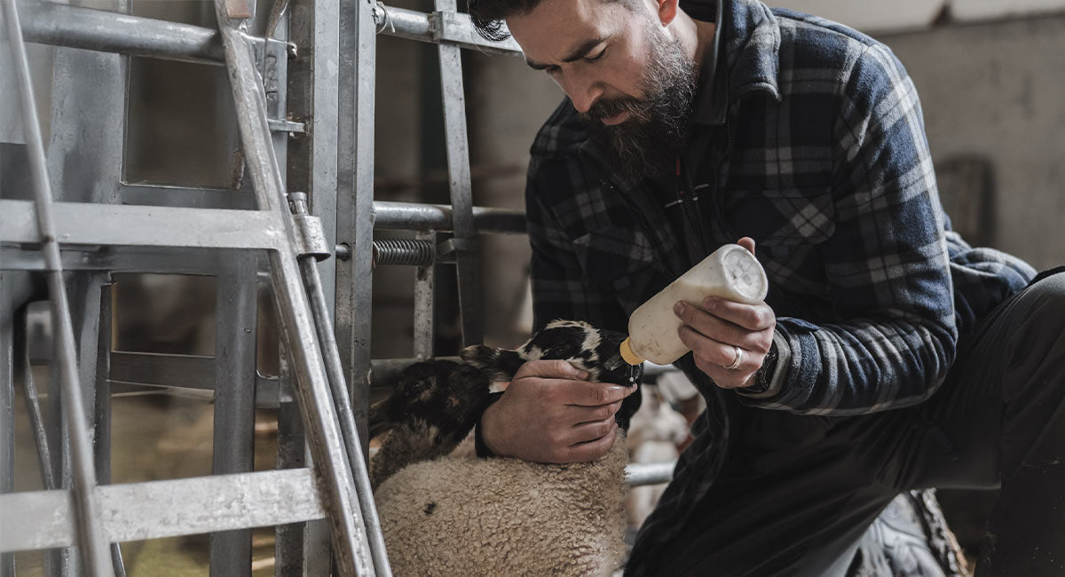 Indoor Lambing Essentials: Clothing & Kit to Get You Through the Long Nights | ArdMoor