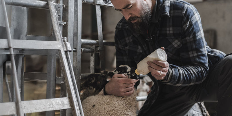 Indoor Lambing Essentials: Clothing & Kit to Get You Through the Long Nights | ArdMoor