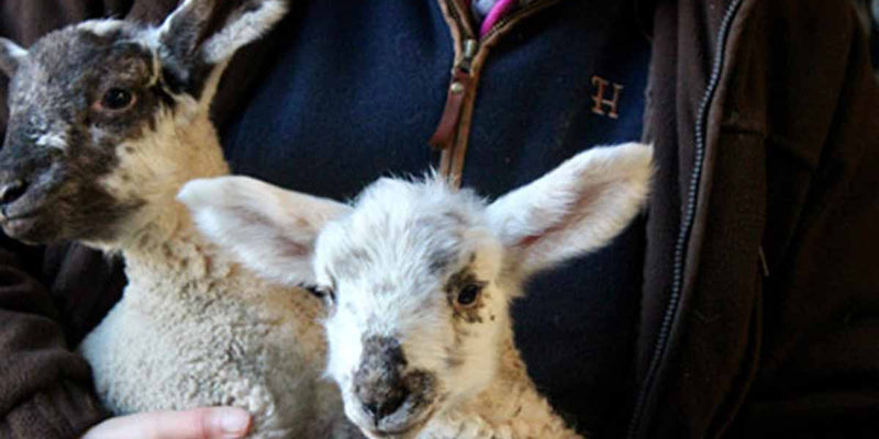 Spring Lamb Clothing