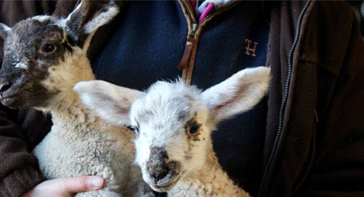 Spring Lamb Clothing