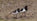 A Fantastic Summer Helping a Wader