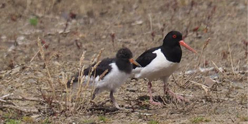 A fantastic summer helping a wader 