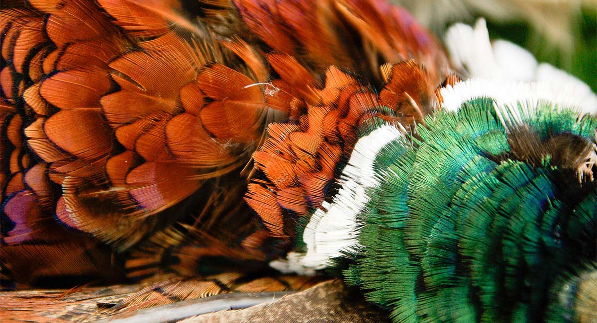 How to Pluck a Pheasant: Step-by-Step Guide for Beginners