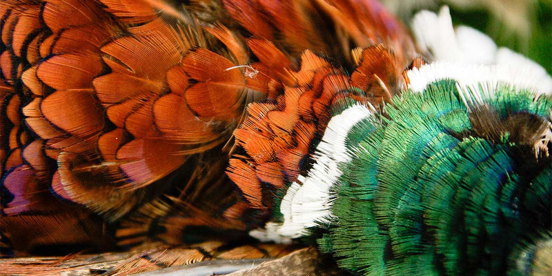 How to Pluck a Pheasant: Step-by-Step Guide for Beginners