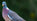 Pigeon Decoy Shooting - What is it and How to Get Started