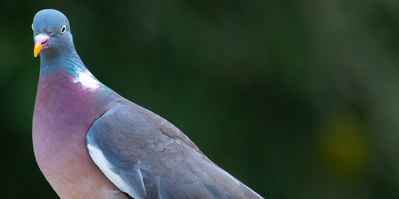 Pigeon Decoy Shooting - What is it and How to Get Started | Image by TheOtherKev
