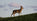 Roe Deer Stalking