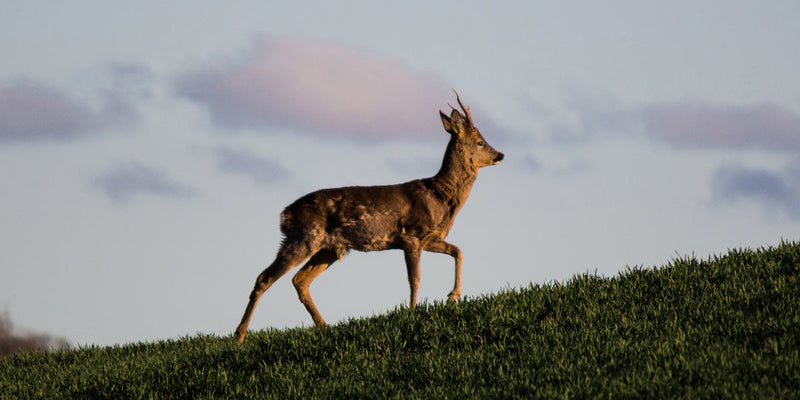 Deer Stalking Clothing UK