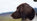 Sam's Gundog Journey
