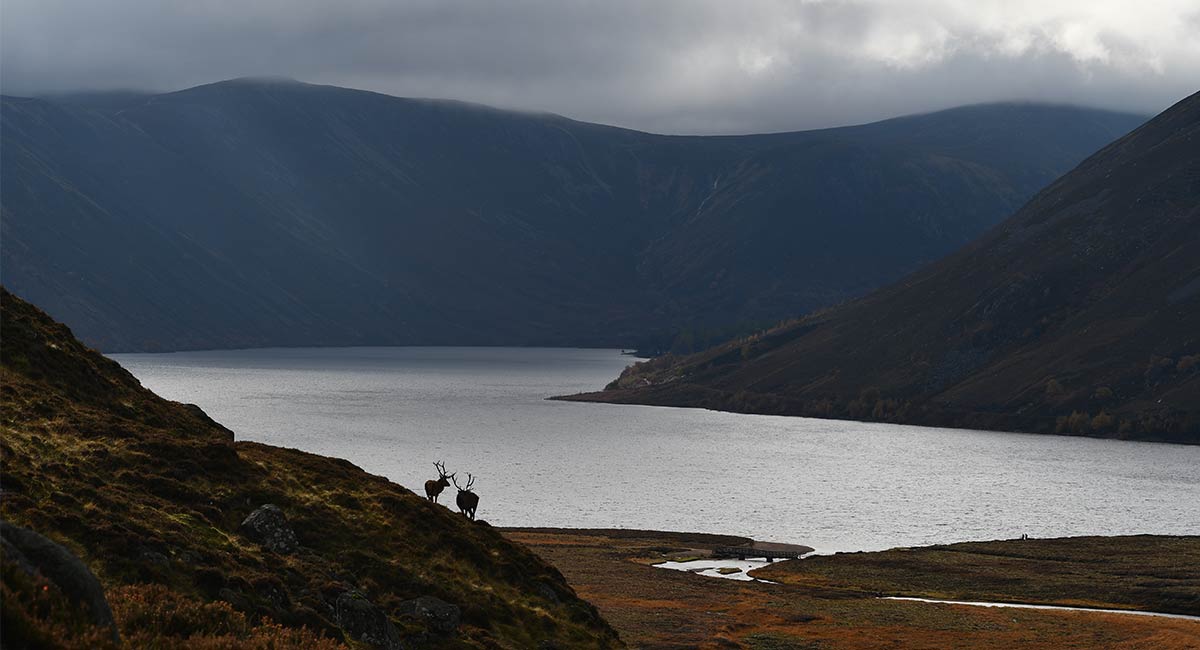 Deer Stalking Tips & Essential Kit Guide