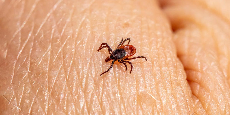 How to deal with ticks | Image by Erik Karits from Pixabay