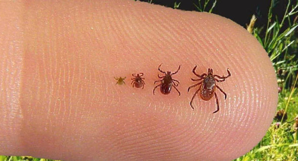 How to deal with ticks