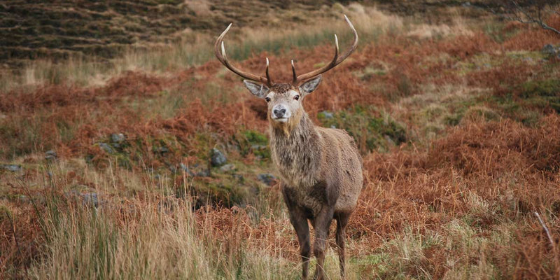 Vicarious Liability and Changes to Hare Season and Deer Act