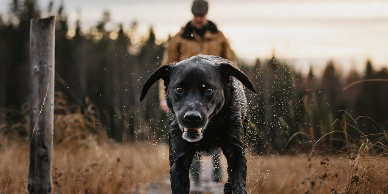 Handler training dog in summer gear