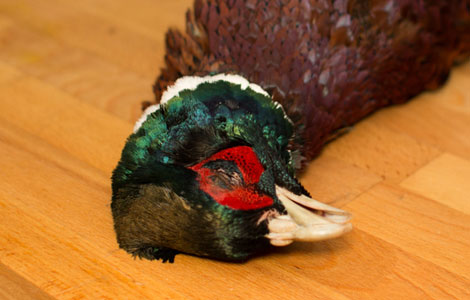 How to breast a pheasant