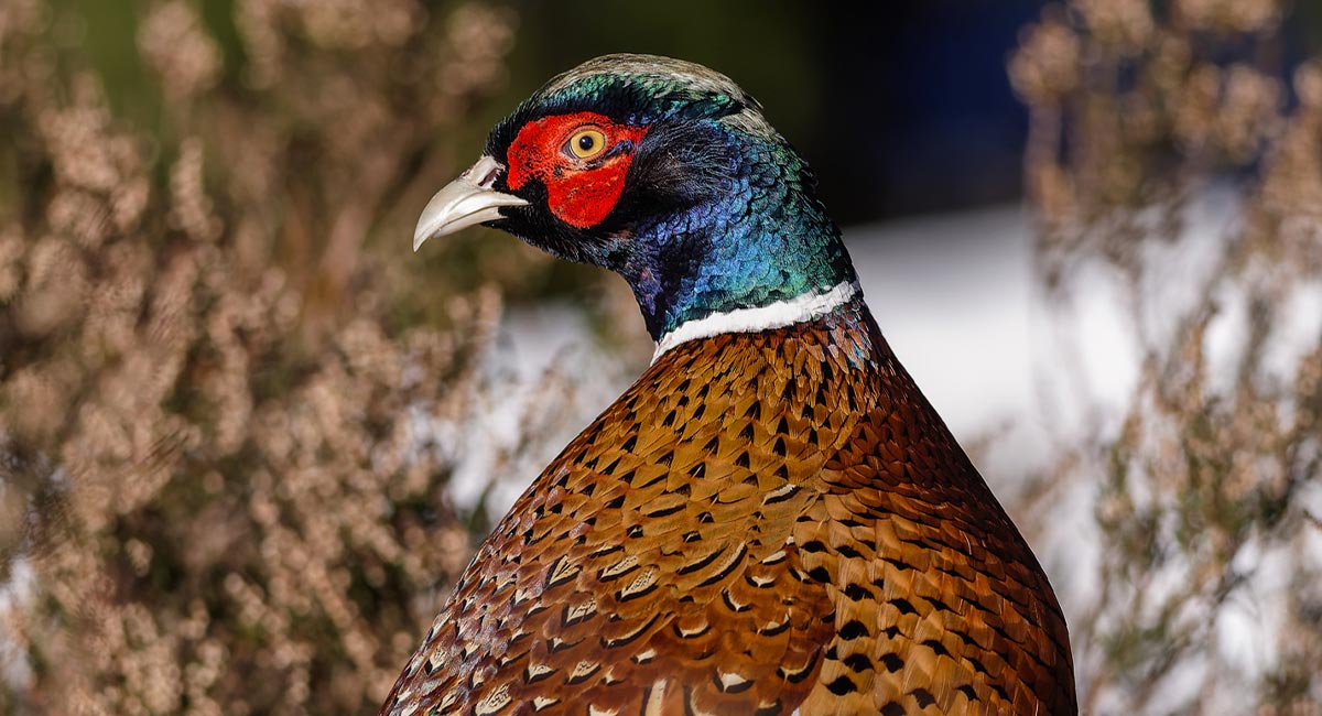 How to Breast a Pheasant