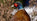 How to Breast a Pheasant