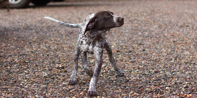 A Beginner's Guide to Breeding Gun Dogs