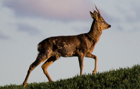 Deer Stalking Clothing UK