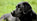 Finding a Reliable Dog Breeder
