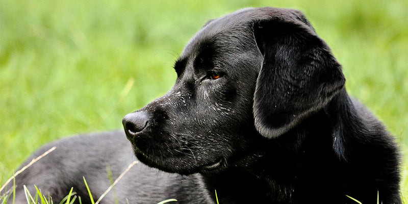 Finding a Reliable Dog Breeder